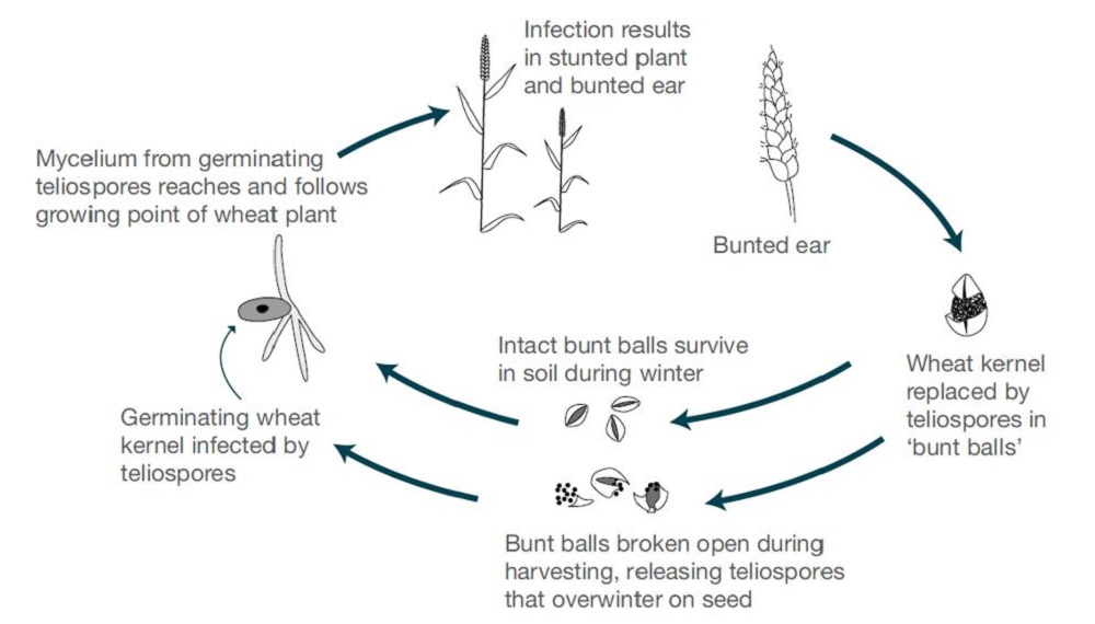 Bunt life cycle (cereal disease)